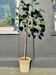 Bespoke Botanicals: 2m Candelabra Espalier Ficus religiosa ‘Sacred Fig’ in 25cm Nursery Pot