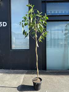 Bespoke Botanicals: 2m Standard Ficus Spiral in 25cm Nursery Pot