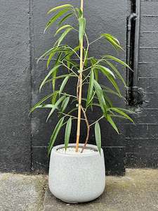 Bespoke Botanicals: Ficus Alii Stylised S Bend in 20cm Grey Cylinder