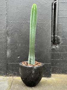 Low-Spike San Pedro Cactus in 20cm Black Terrazzo