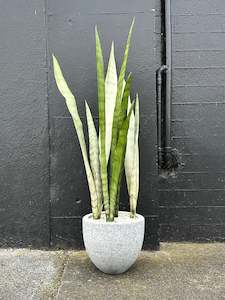 Sansevieria 'Moonshine' in 20cm Grey Terrazzo