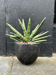 Bespoke Botanicals: Sansevieria cylindrica in 20cm Black Terrazzo