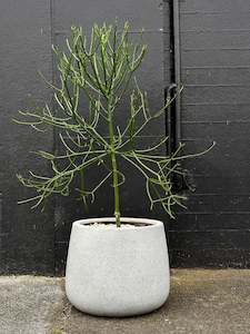 Euphorbia tirucalli in grey cylinder