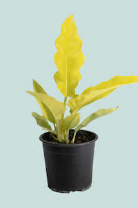 Gold Crocodile Philodendron (Golden Saw)  - 1L / 14cm / Small