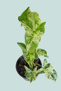 Syngonium podophyllum 'Mojito' - 1L / 14cm / Small