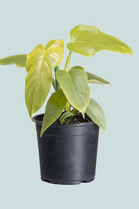 Gold Violin - Philodendron bipennifolium aurea - 1.3L / 14cm / Small