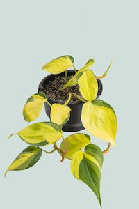 Brazil - Philodendron hederaceum - 1L / 14cm / Small