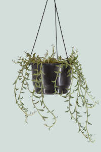 Value Range: Senecio peregrinus - String of Dolphins - 1L / 14cm / Small