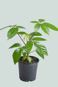 Umbrella Tree - Schefflera amate - 2.5L / 17cm / Medium