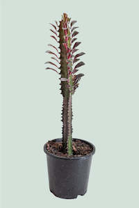 Value Range: Ruby Castle Cactus - Euphorbia trigona - 1L / 14cm / Small