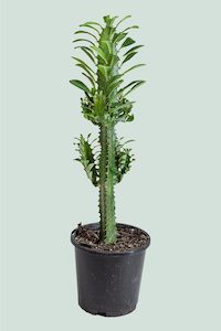 Castle Cactus - Euphorbia trigona - 1L / 14cm / Small