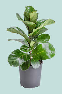 Dwarf Fiddle Leaf Fig - Bambino - Ficus lyrata - 2.5L / 17cm / Medium