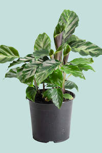 Calathea louisae - 1L / 14cm / Small