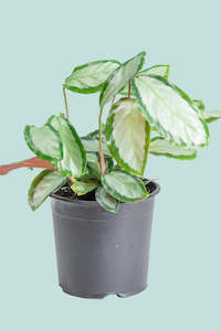 Calathea argentea  - 1L / 14cm / Small