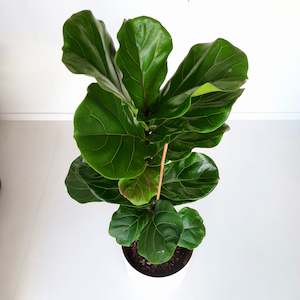 Ficus Lyrata / Fiddle Leaf Fig - single plant / stem