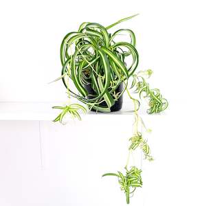 Curly spider plant / Chlorophytum comosum