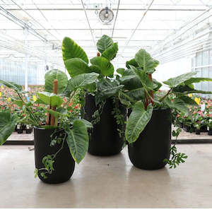 Oreti planters - AVAIL FOR PRE-ORDER