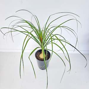 Palm - Beaucarnea / Ponytail Palm