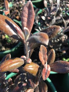 Corokia frosted chocolate