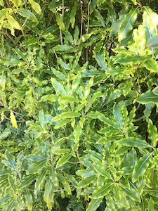 Pittosporum eugeniodes