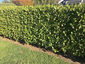 Griselinia littoralis