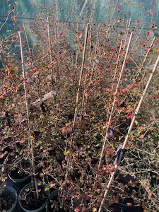 Horticultural: Fuscospora fusca – (New Zealand Red Beech)