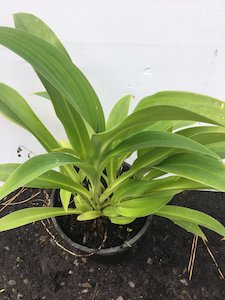 Horticultural: Arthropodium cirratum - NZ Renga Renga