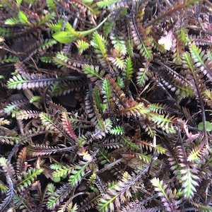 Leptinella Platts Black 