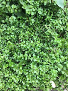 Lobelia Angulata (formally Pratia Angulata)