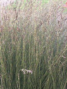 Horticultural: Apodasmia similis – Oi Oi Grass Sold out