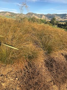 Horticultural: Carex Testacea NZ