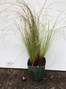 Carex comans green