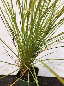 Carex Secta