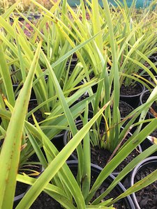 Horticultural: Phormium cookianum 'Emerald Green' Dwarf Mountain Flax - AVAILABLE APRIL 24