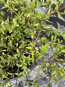 Coprosma kirkii - SOLD OUT