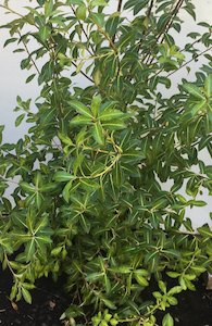 Pittosporum Limelight