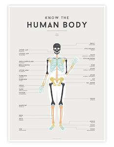 Know the Human Body