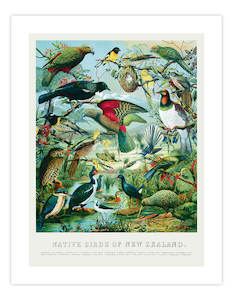 Native Birds of New Zealand