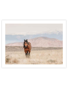 Wild Horse