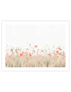 Poppy Field