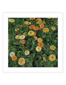 Art gallery: Marigolds