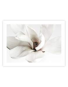 White Magnolia