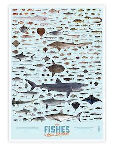 Art gallery: The Fishes of New Zealand