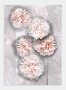 LH37 Cabbage Roses on Tissue