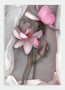 LH36 Pink Magnolia on Tissue (Pack of 6)