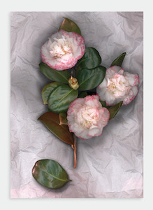 LH35 Pink Camelia on Tissue (Pack of 6)