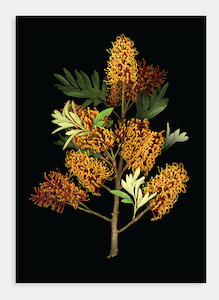 Stationery wholesaling: LH33 Grevillea on Black (Pack of 6)