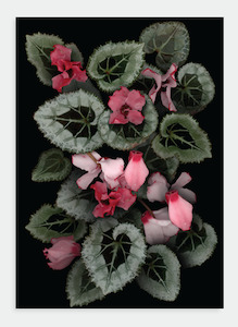 LH32 Cyclamen on Black (Pack of 6)