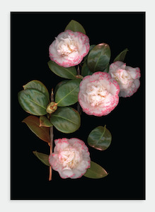 LH31 Pink Camelia on Black (Pack of 6)