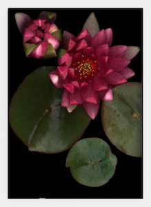 LH29 Waterlily | Lynn Hurst (Pack of 6)